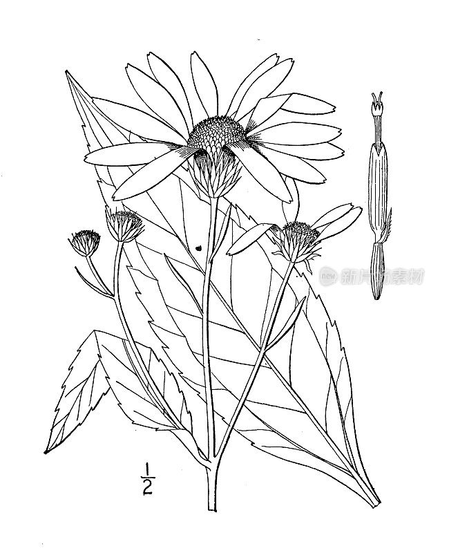 古植物学植物插图:Helianthus doronicoides，长方形叶向日葵